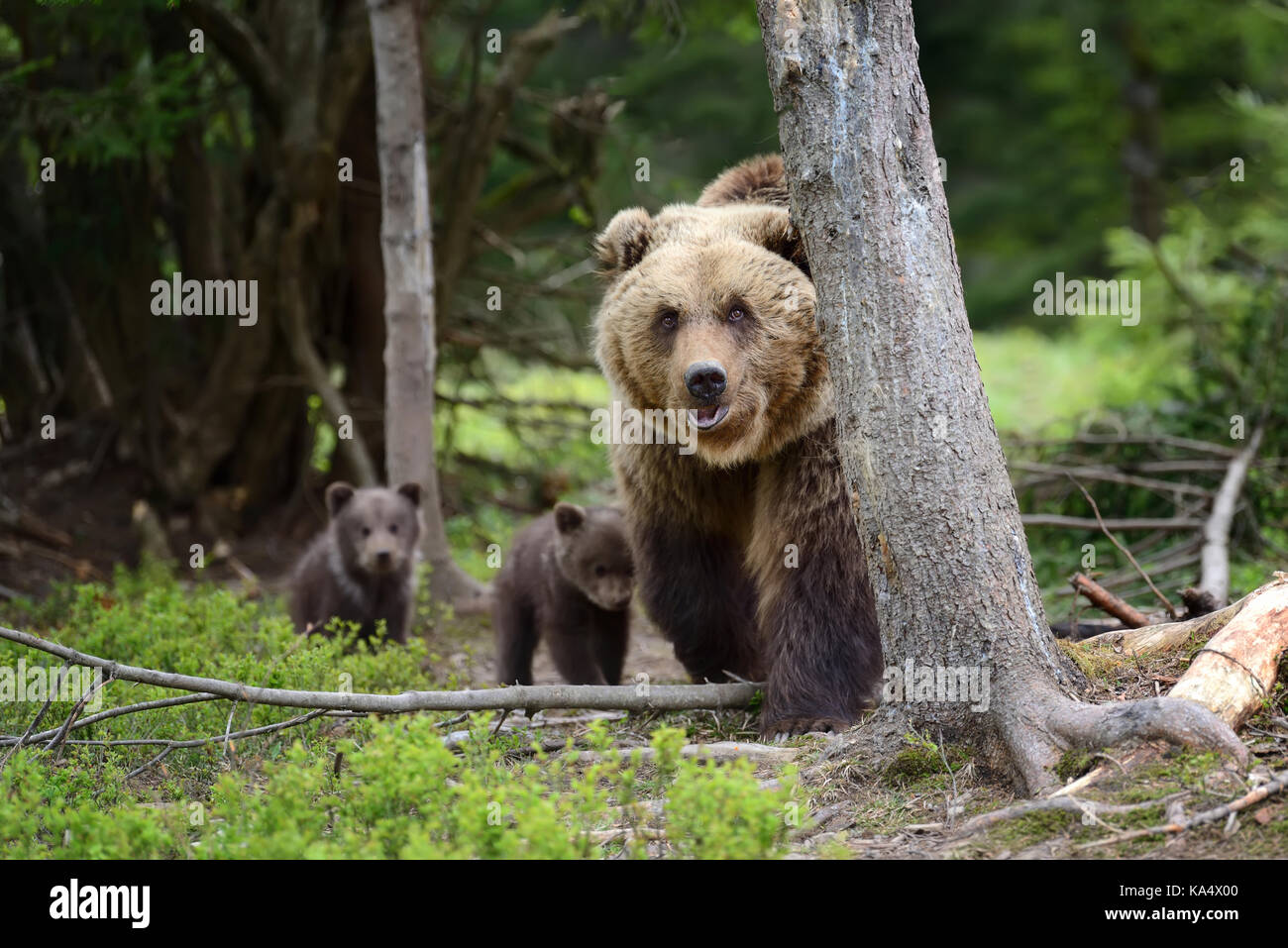 Brown bear with cubs in forest Stock Photo - Alamy