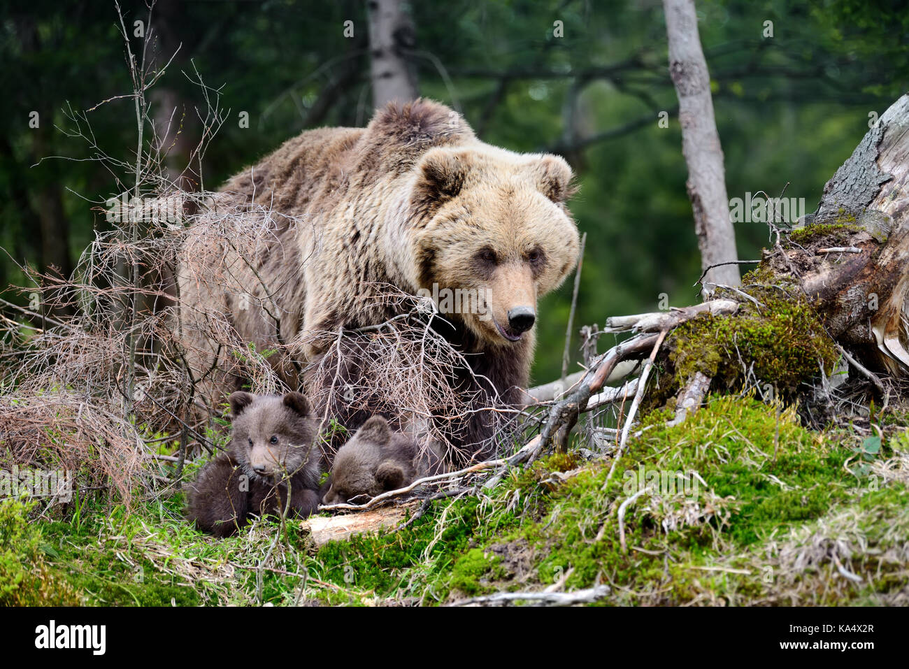 Brown bear with cubs in forest Stock Photo - Alamy