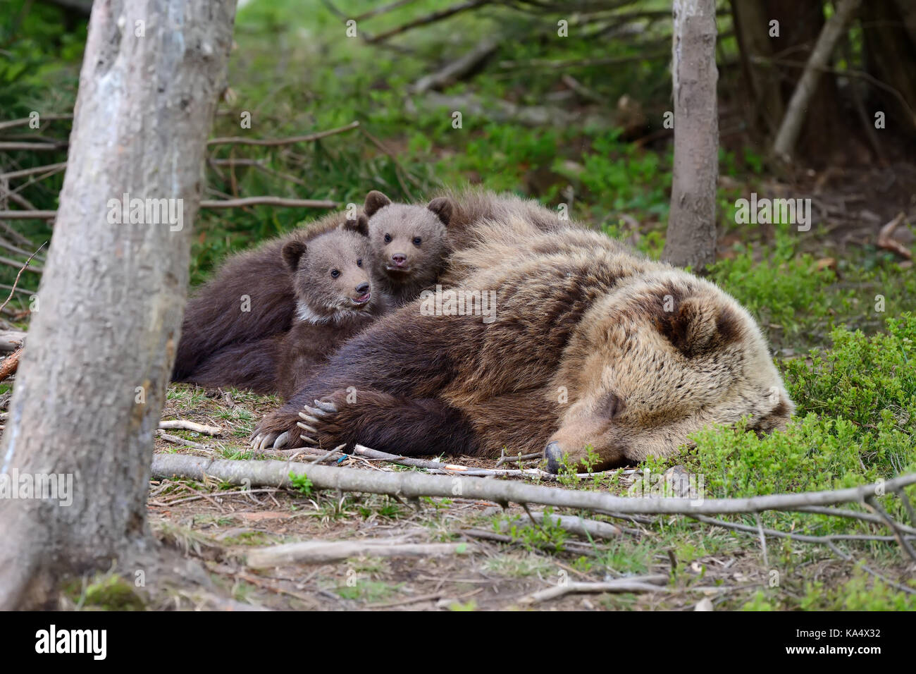 Brown bear with cubs in forest Stock Photo - Alamy