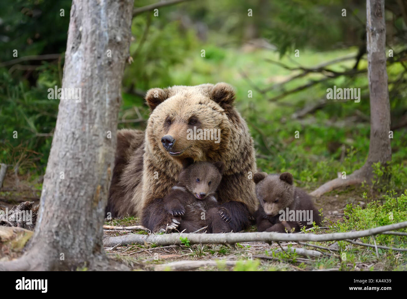 Brown bear with cubs in forest Stock Photo - Alamy