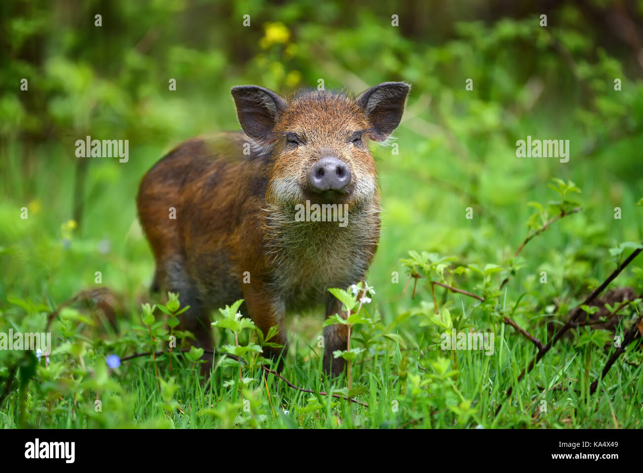 Wild boar on the forest in summer time Stock Photo