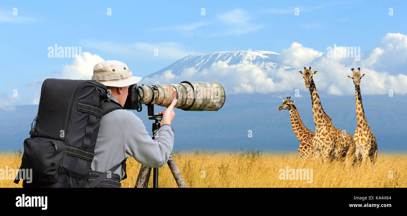 Professional wildlife photographer on safari. Three giraffe shot Stock Photo