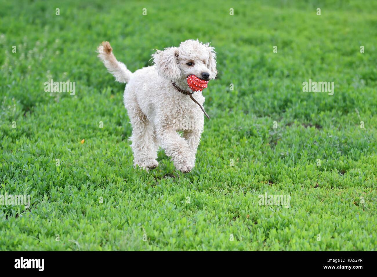 Poodle for a walk playing with ball Stock Photo - Alamy