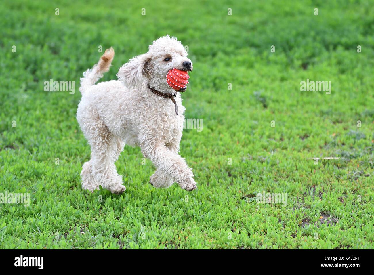Poodle for a walk playing with ball Stock Photo - Alamy