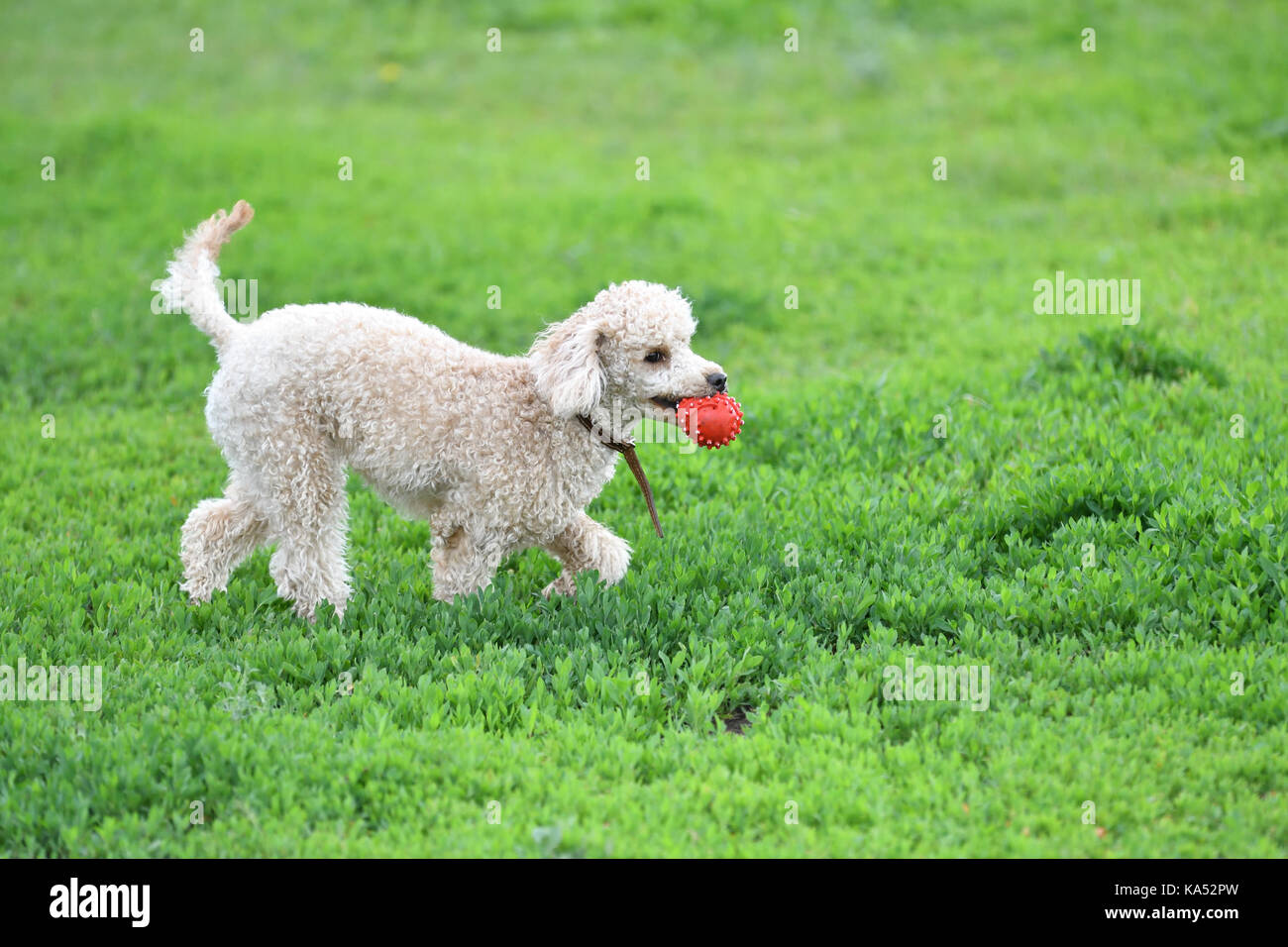 Poodle for a walk playing with ball Stock Photo - Alamy
