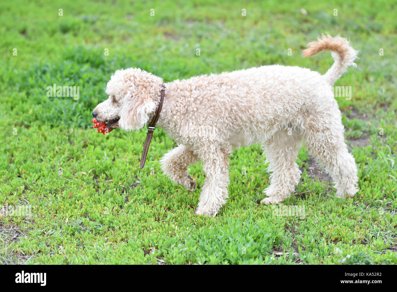 Poodle for a walk playing with ball Stock Photo - Alamy