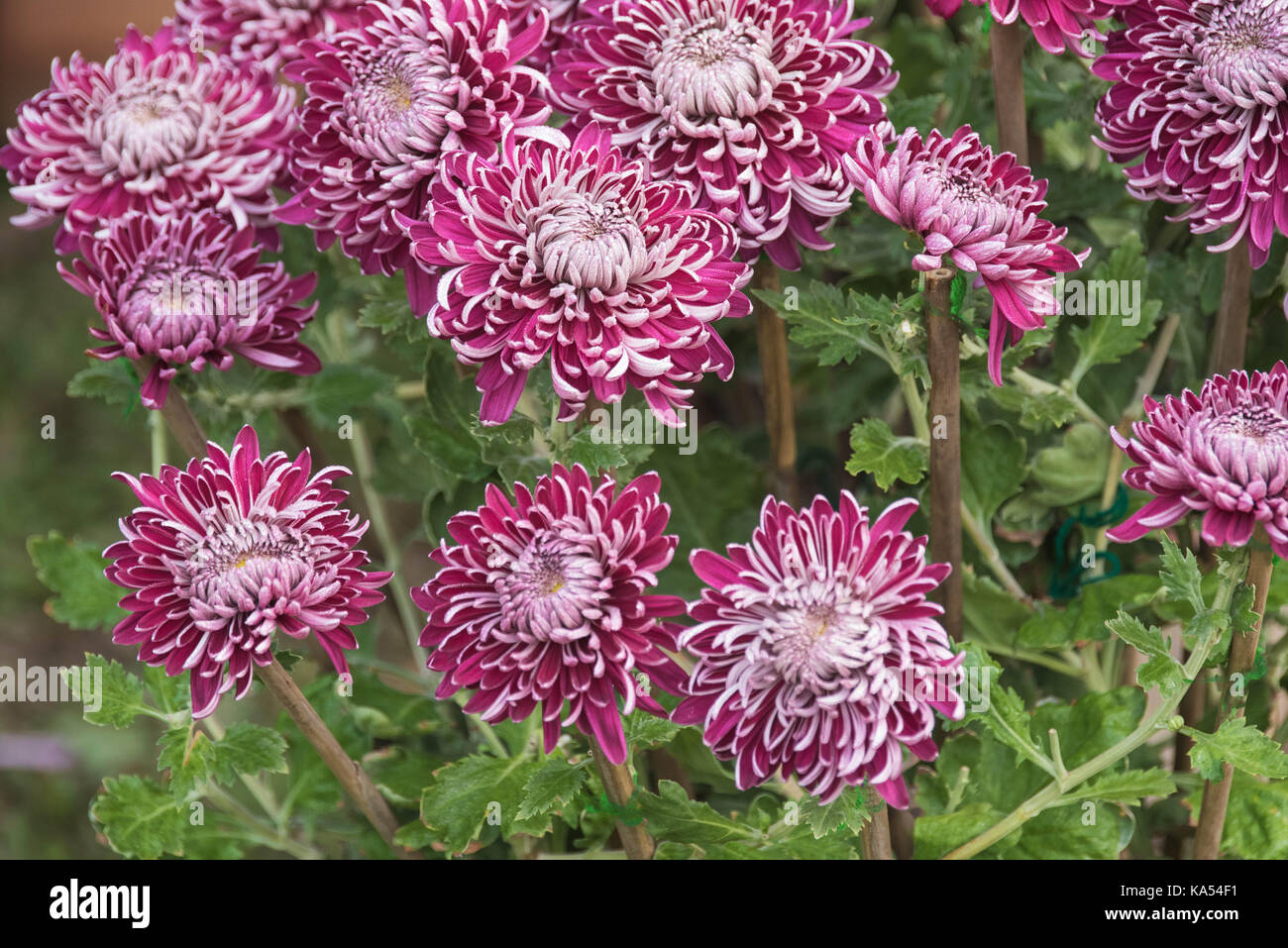 Chrysanths flower plant hires stock photography and images Alamy