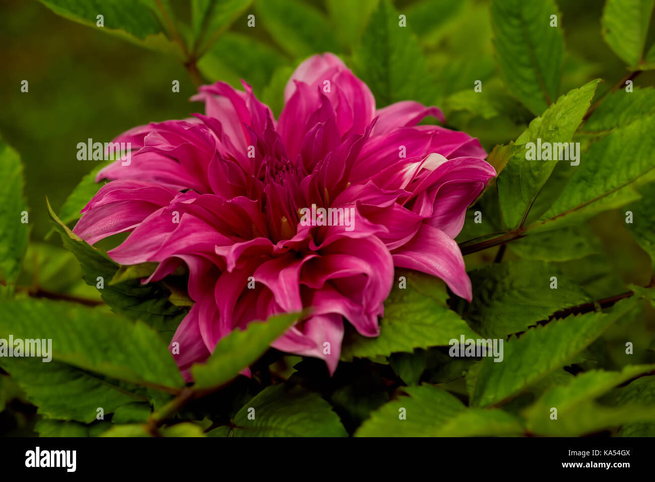 dahlia flower garden, kolkata, west bengal, India, Asia Stock Photo Alamy