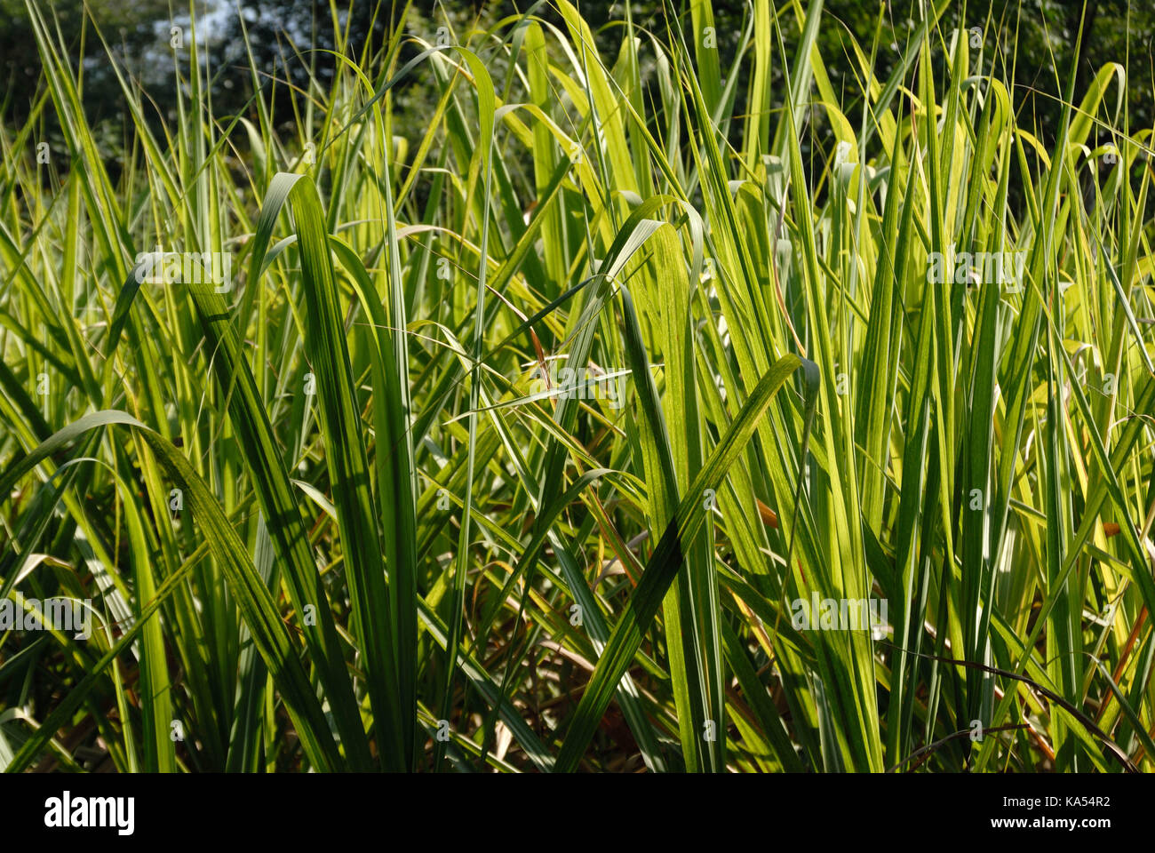 sugarcane field, sangli, maharashtra, India, Asia Stock Photo