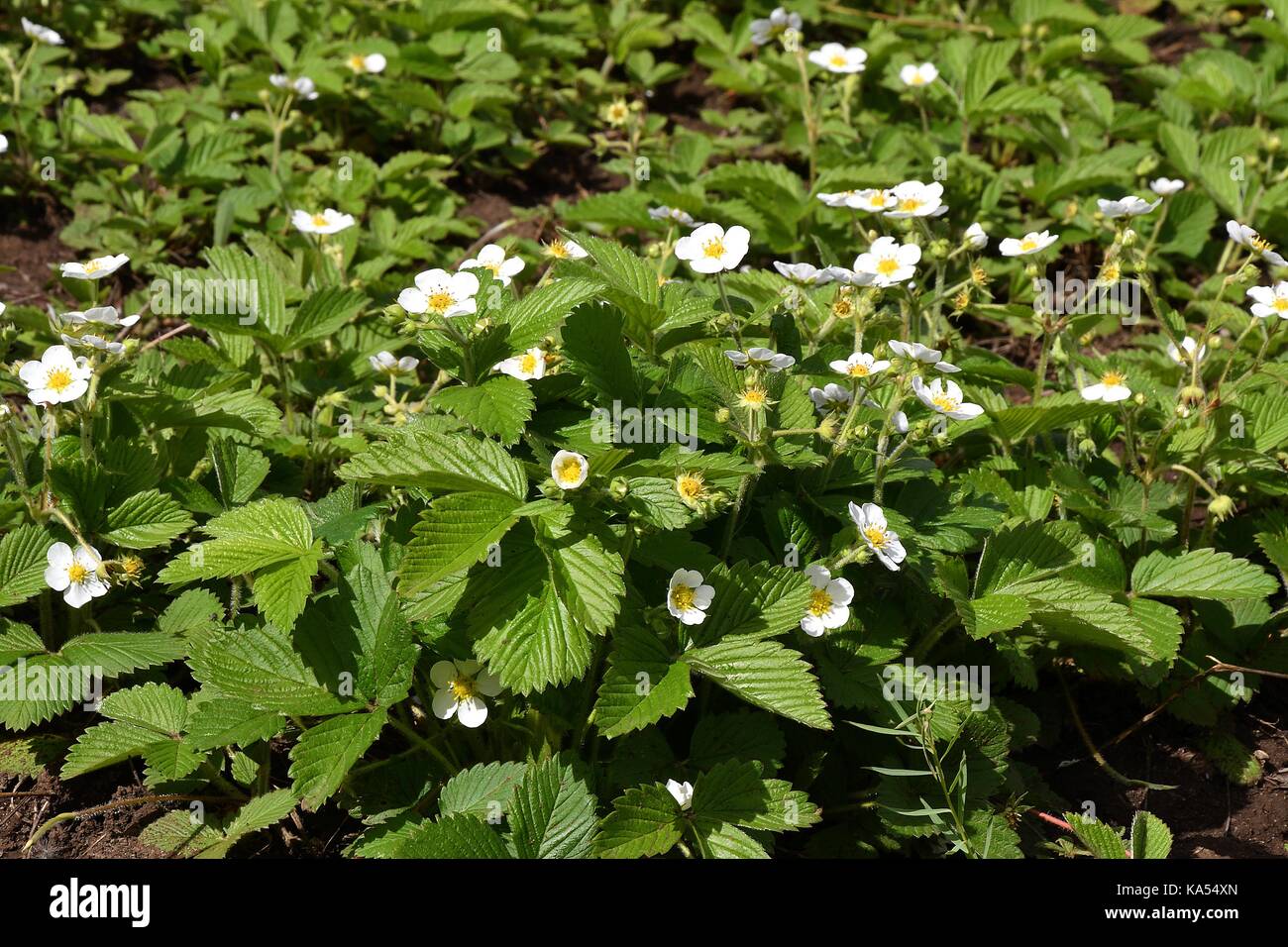 Flowers of wild strawberry in spring morning Stock Photo - Alamy