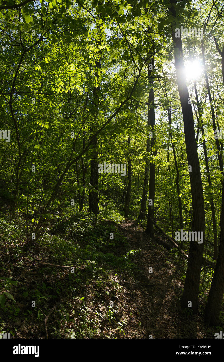 Thick deciduous tree forest hi-res stock photography and images - Alamy