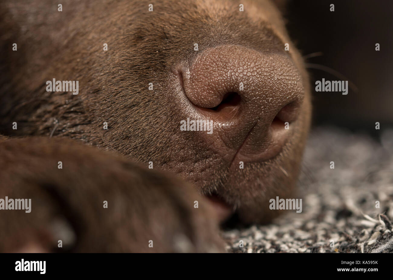 Closeup view on the snout of a 3-month-old Chocolate Labrador puppy Stock Photo