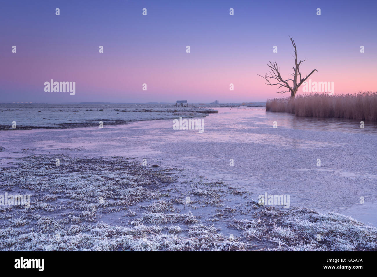 Winter in a Dutch polder landscape with a lonely tree at dawn. Stock Photo