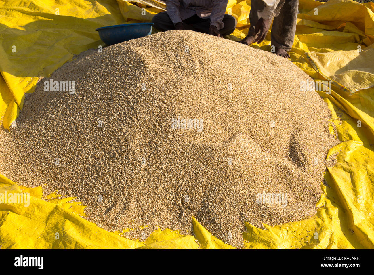 jowar grain, sangli, maharashtra, India, Asia sgg 258255 Stock Photo Alamy