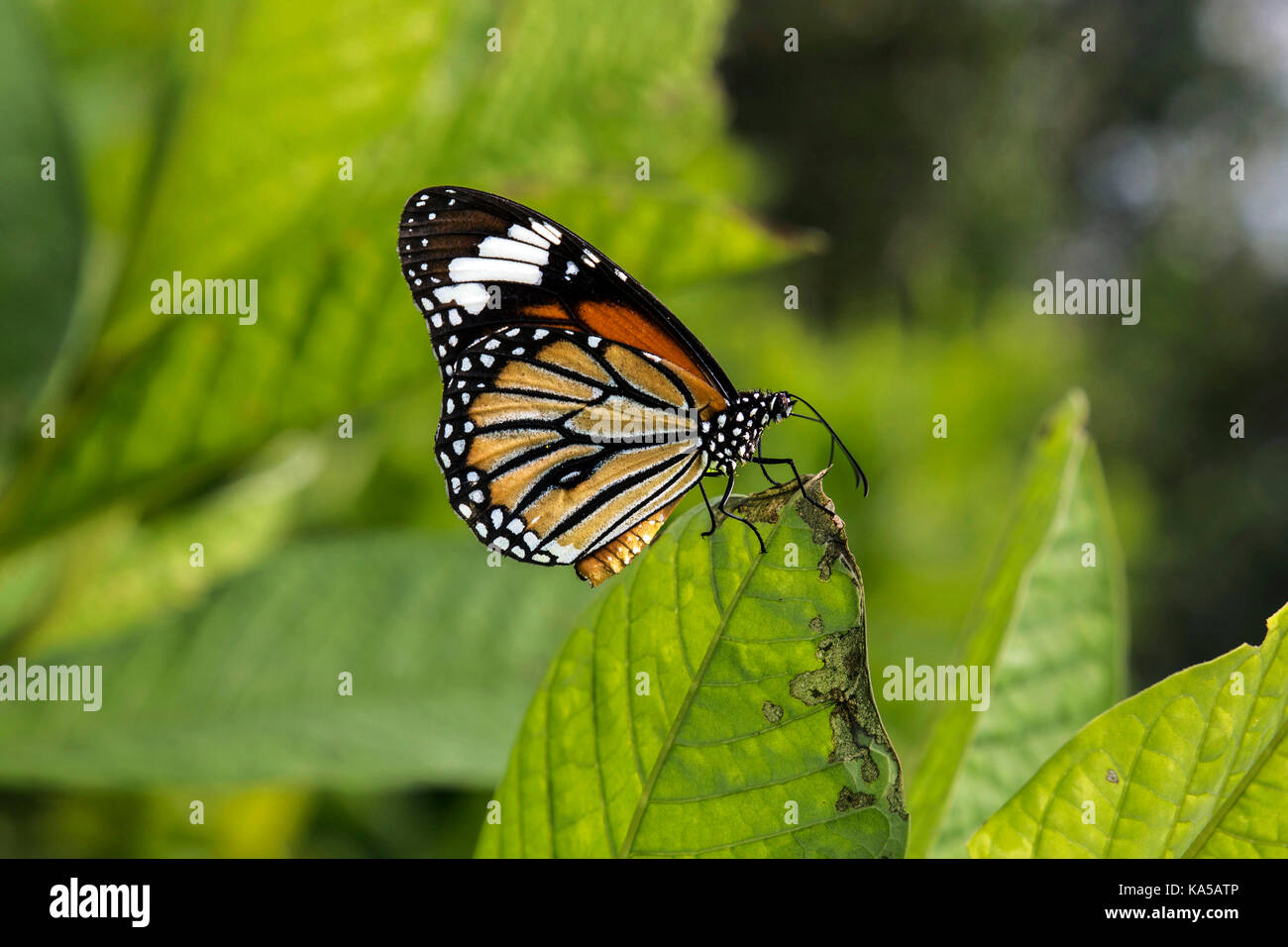 butterfly sitting on leaf, thane, maharashtra, India, Asia - sgg 258260 Stock Photo