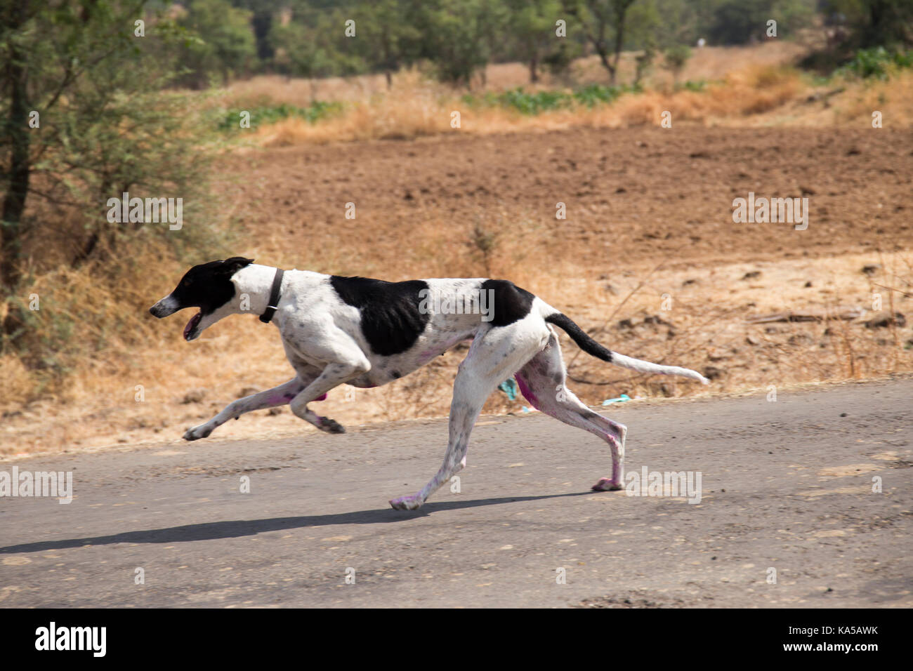 dog race, sangli, maharashtra, India, Asia - sgg 258262 Stock Photo