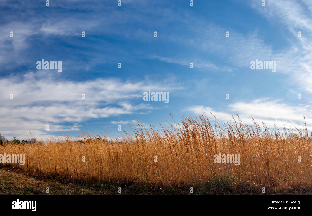 Wheat Grass and Blue Sky. Stock Photo