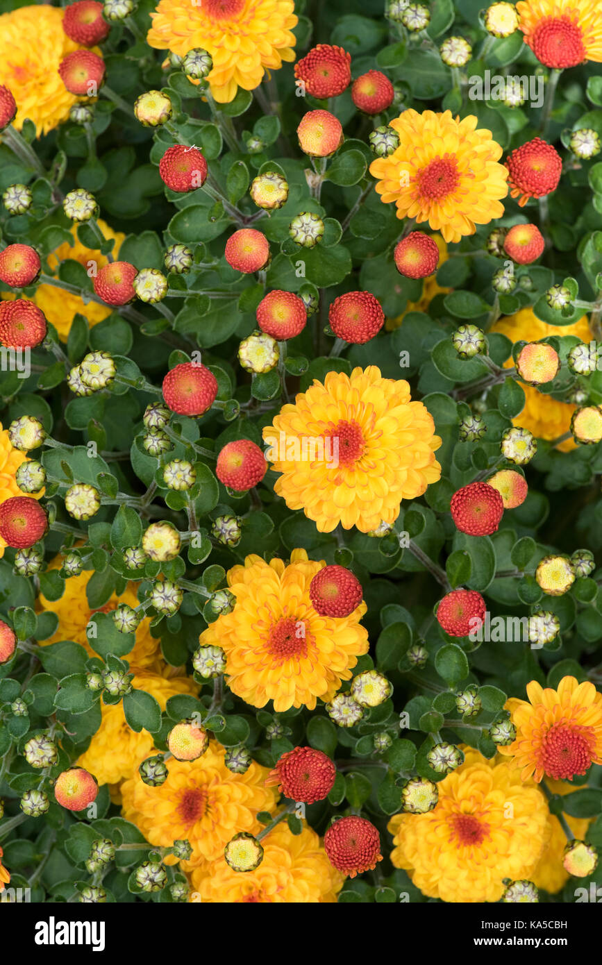 Chrysanthemum gigi gold flowers. UK. Poppins Series of dwarf patio Chrysanthemums Stock Photo