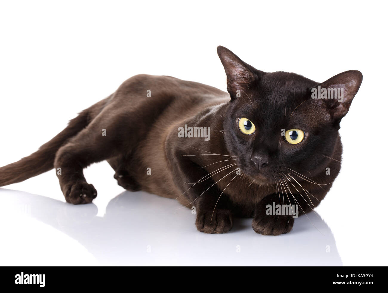 black Burmese cat lying on the side, white background Stock Photo