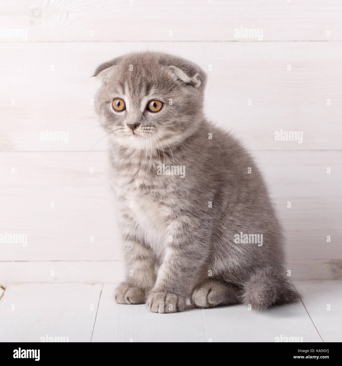 Scotch kitten on a wooden background Stock Photo