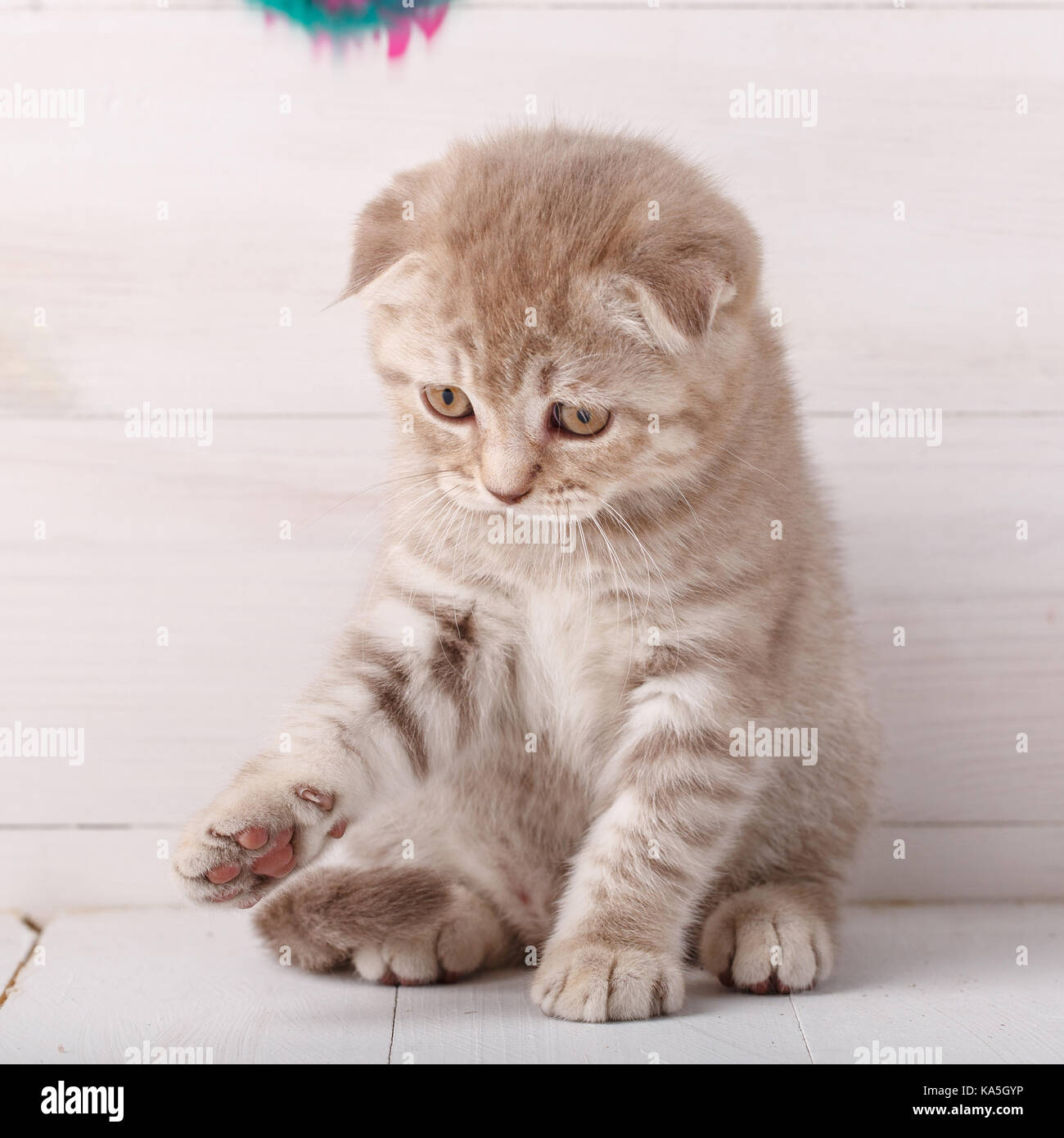 Playful cream color Scottish fold cat portrait. Stock Photo
