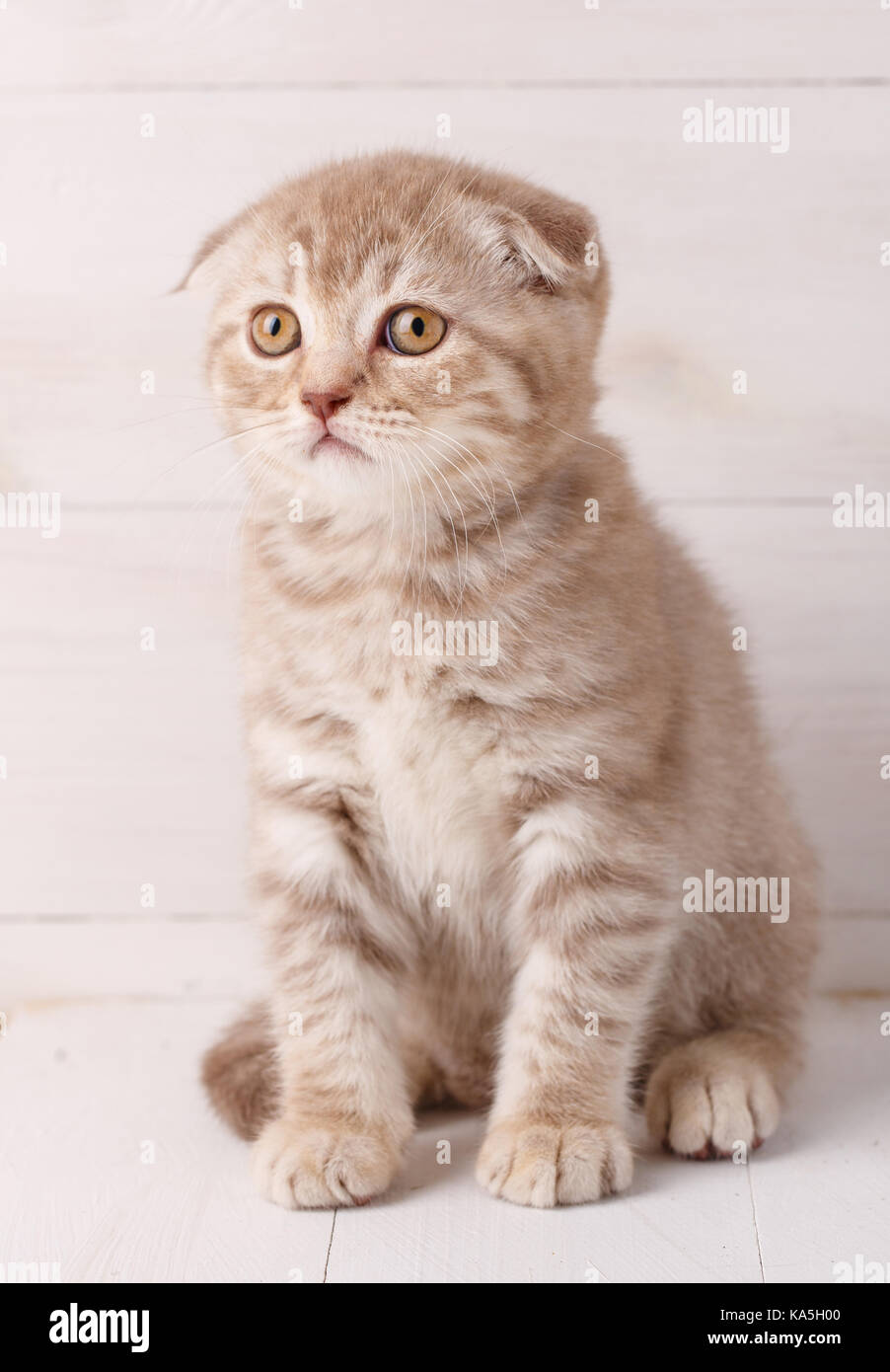 Scottish fold kitten siting on wooden boards Stock Photo