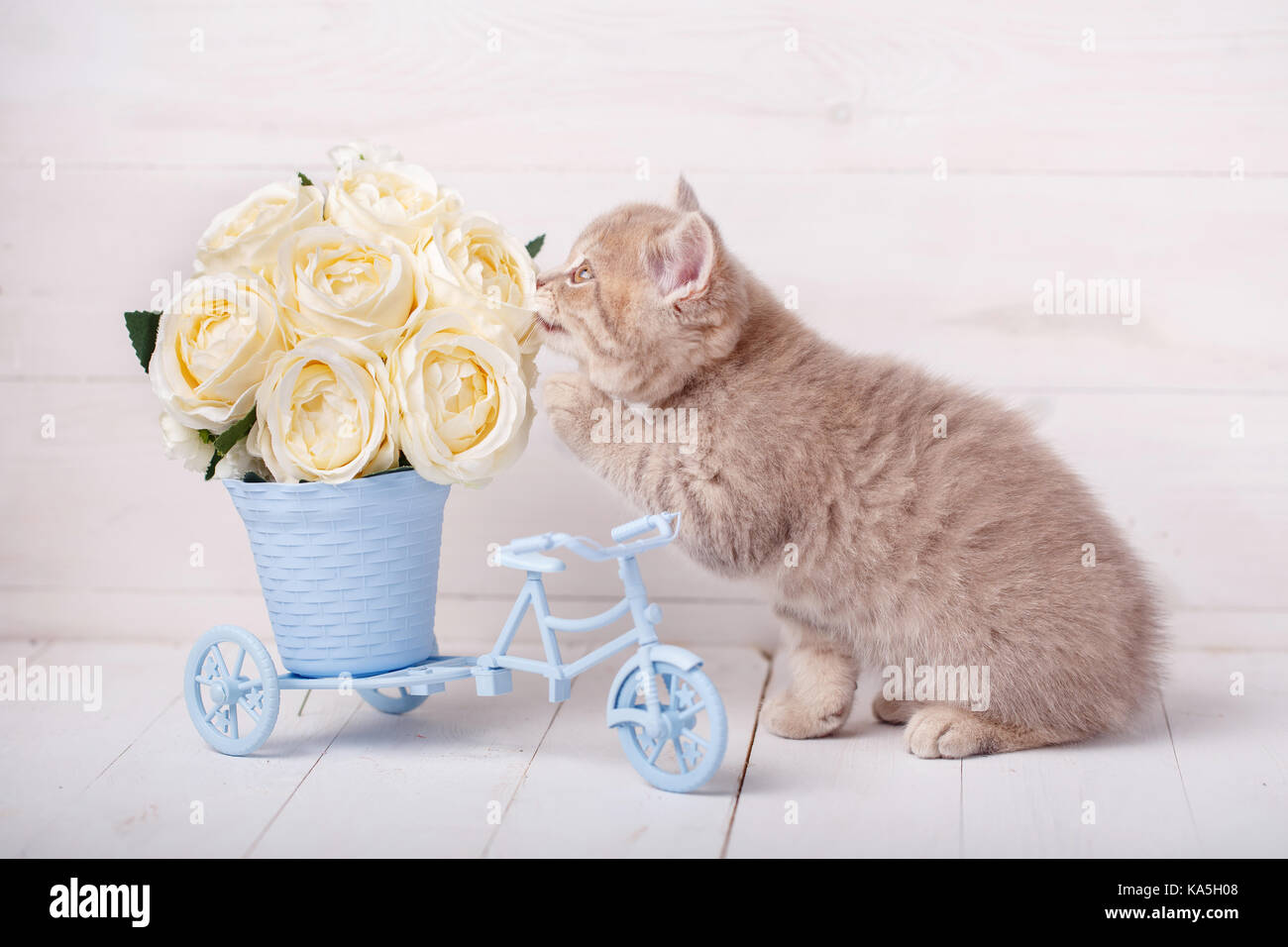 Cat roses hi-res stock photography and images - Alamy