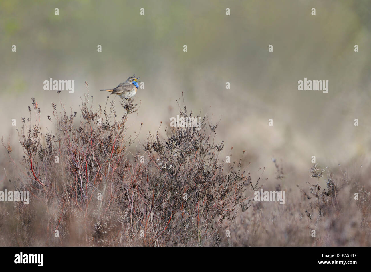 White-spotted Bluethroat / Blaukehlchen ( Luscinia svecica ) singing its song, sitting in heather, wildlife, Europe. Stock Photo