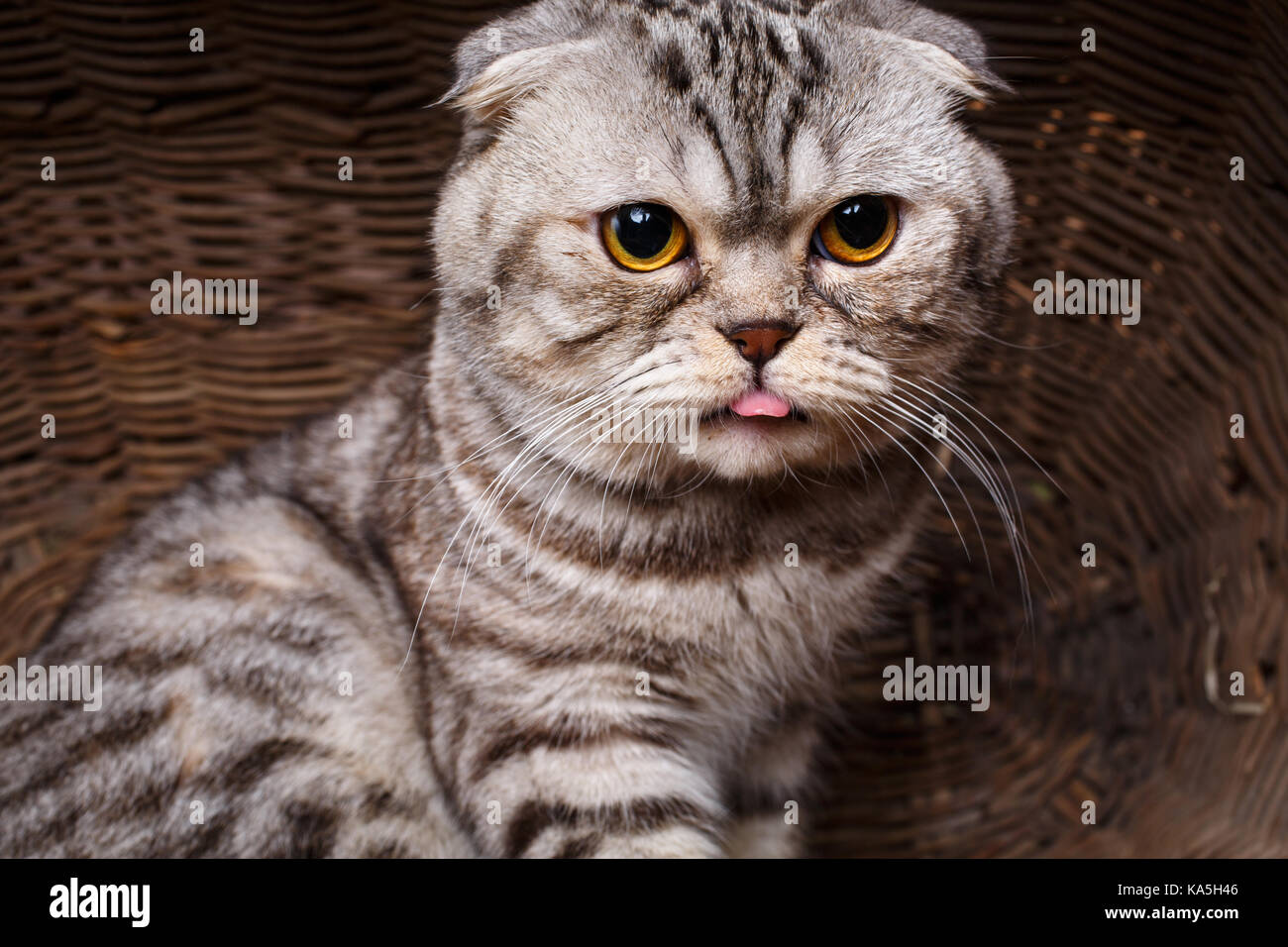 bicolor stripes cat with yellow eyes Scottish Fold Sits in a wooden basket Stock Photo