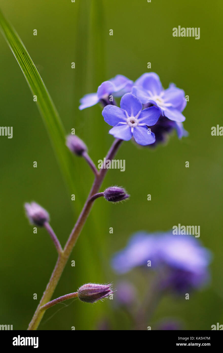 Blue purple petals hi-res stock photography and images - Alamy