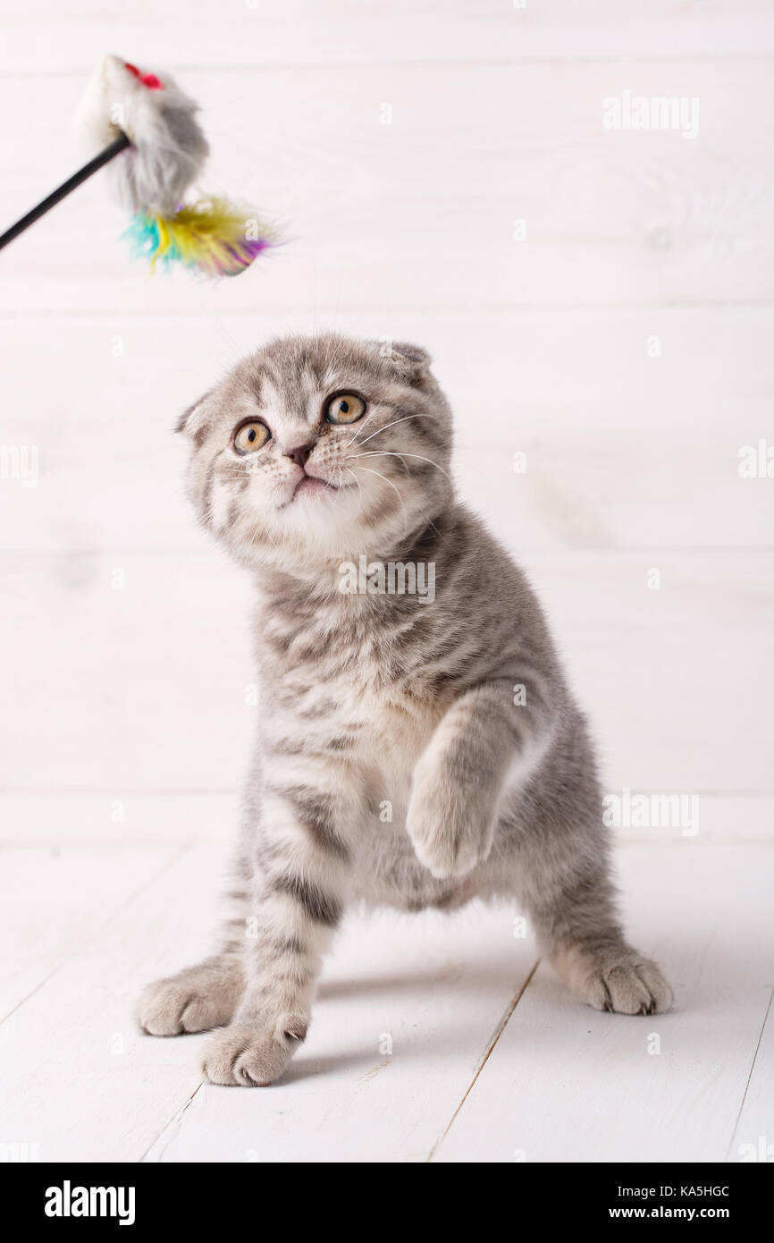 Cute cat on wooden background Stock Photo - Alamy