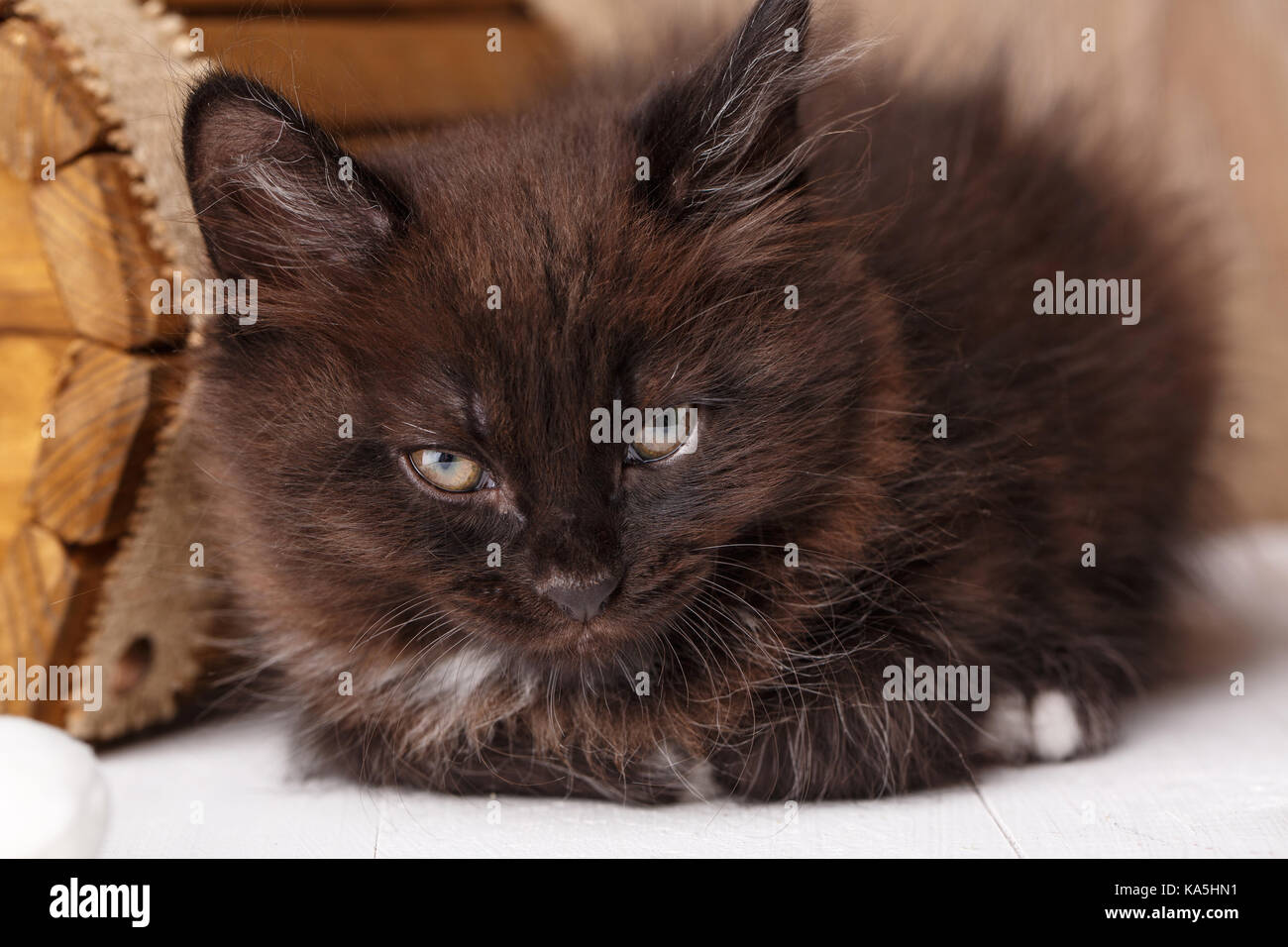Black kitty cat lies and almost fell asleep. Stock Photo