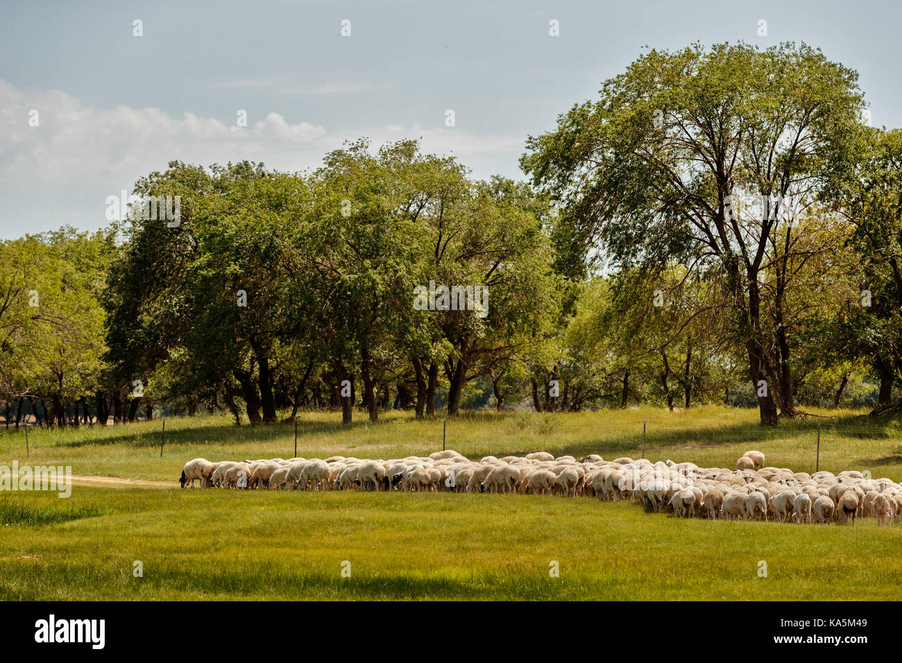 Herd of sheep in grassland of Inner Mongolia, and the yurts where the Mongolian people live in rural areas of the country Stock Photo