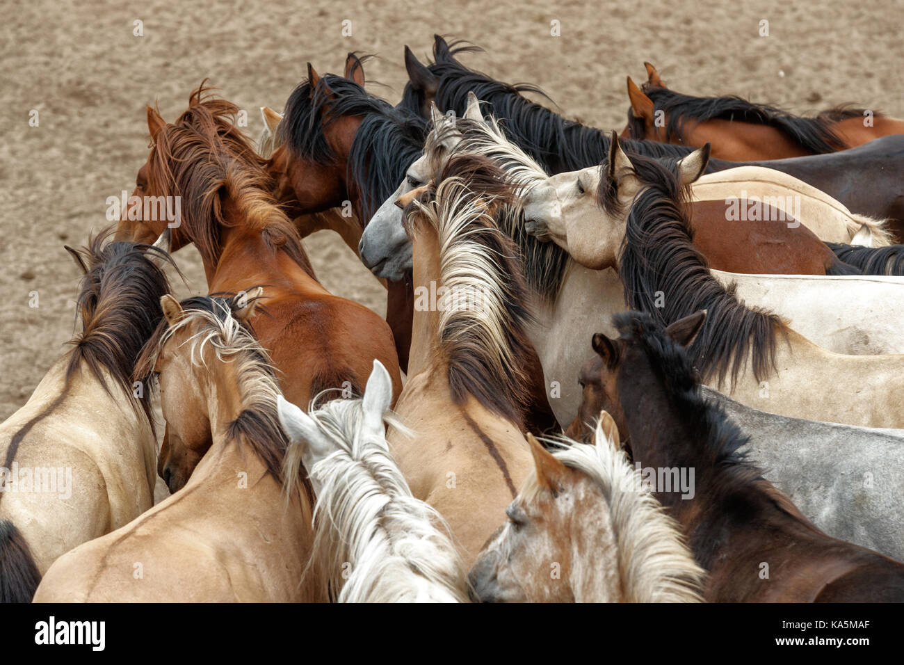 Mongolian Horses in the steppes of Mongolia Stock Photo