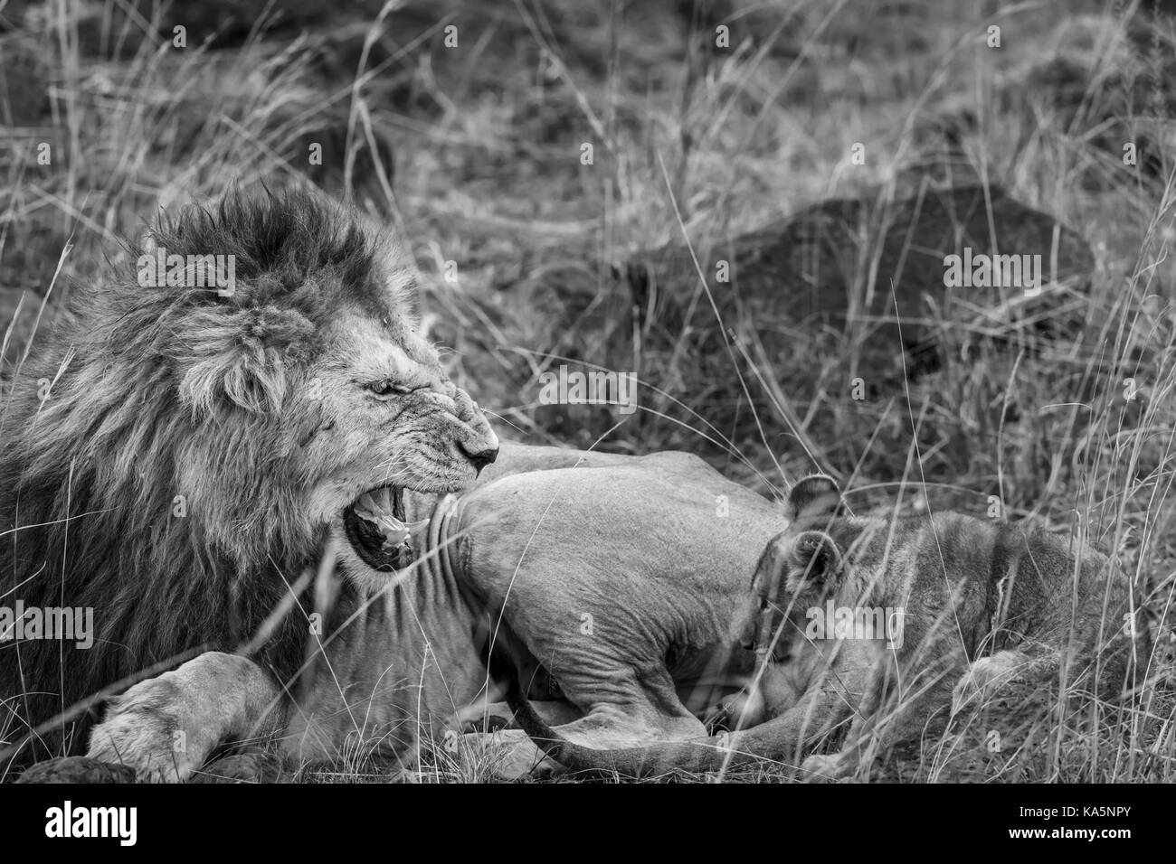 Growling lion: Aggressive adult male Masra lion (Panthera leo) bares its teeth as it growls and snarls at a cowering lion cub, Masai Mara, Kenya Stock Photo