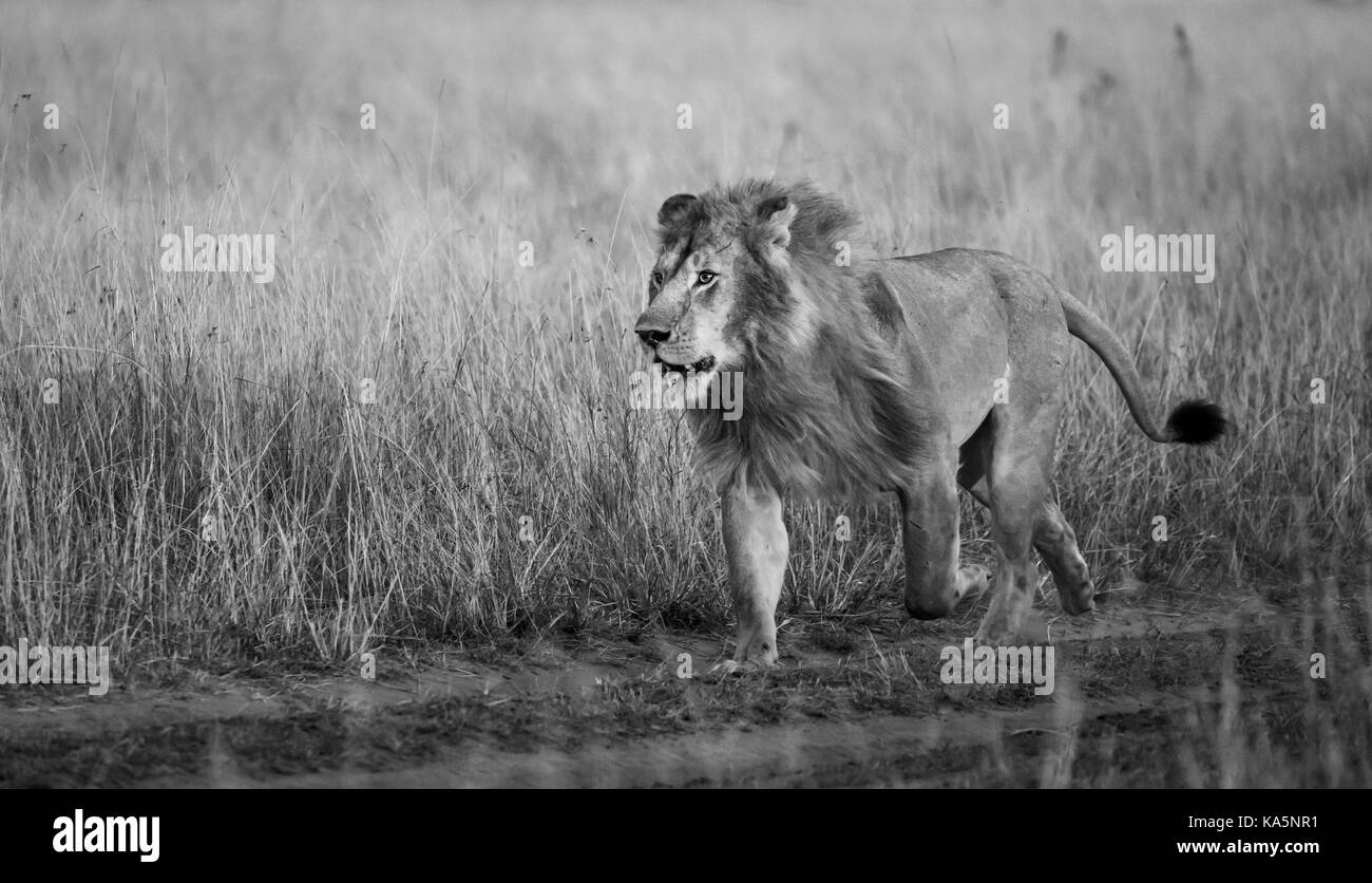 Prowling adult male Mara Lion (Panthera leo) breaks into a run to confront a rival in savannah long grass, Masai Mara, Kenya (black and white) Stock Photo