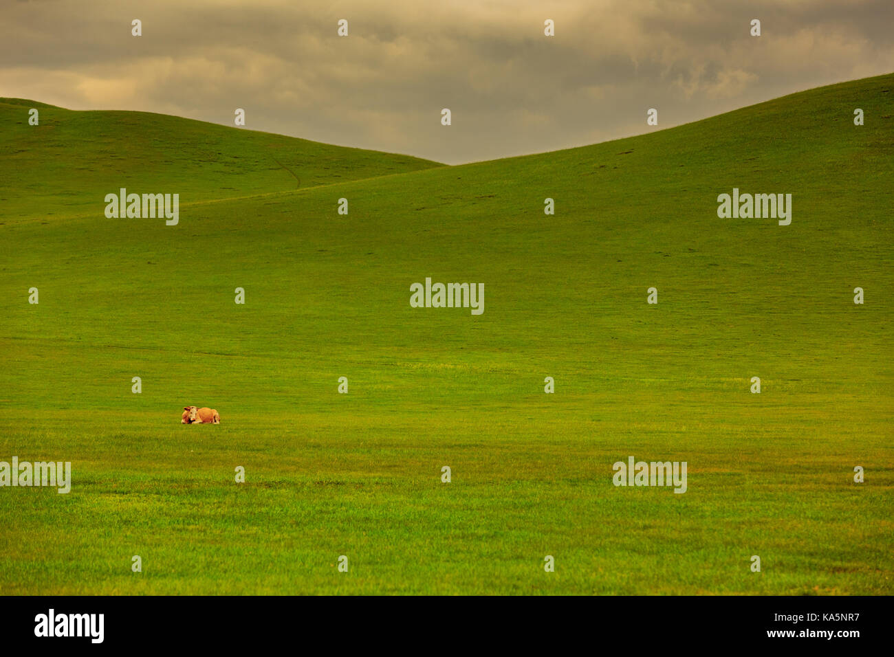 Cow herd grazing in the Mongolian grassland Stock Photo