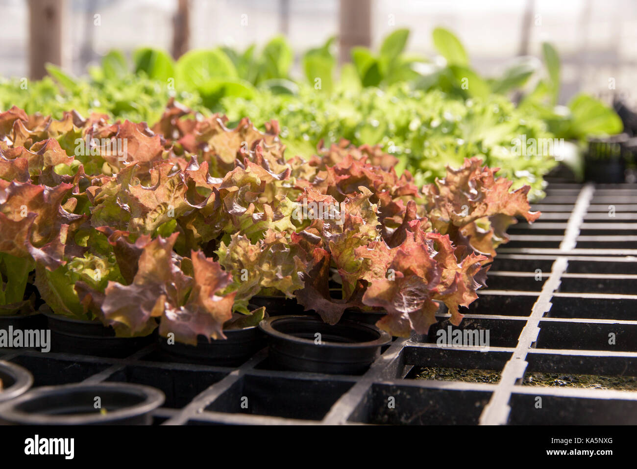 Organic hydroponic lettuce cultivation farm. Red lettuce and green lettuce. Stock Photo