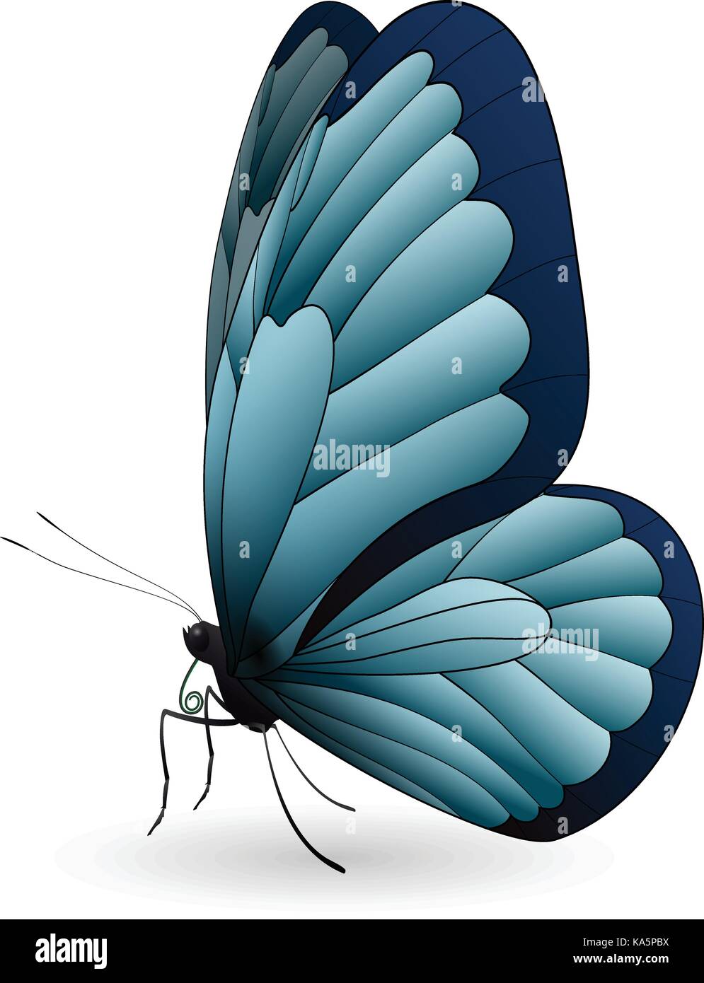Beautiful butterfly isolated on a white background Stock Vector Image ...