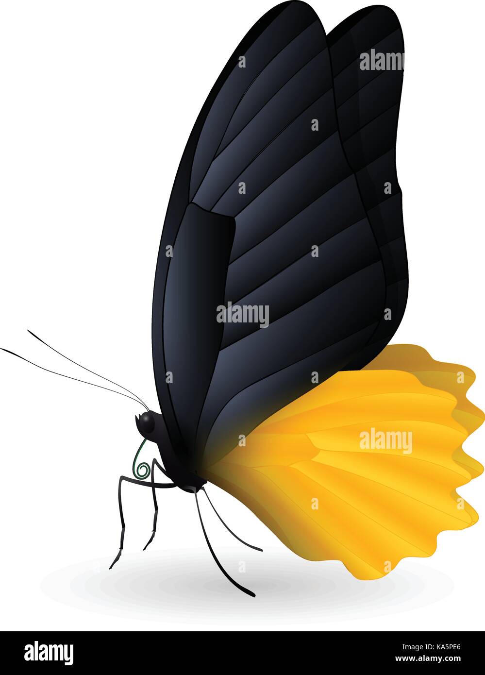 Beautiful butterfly isolated on a white background Stock Vector Image ...