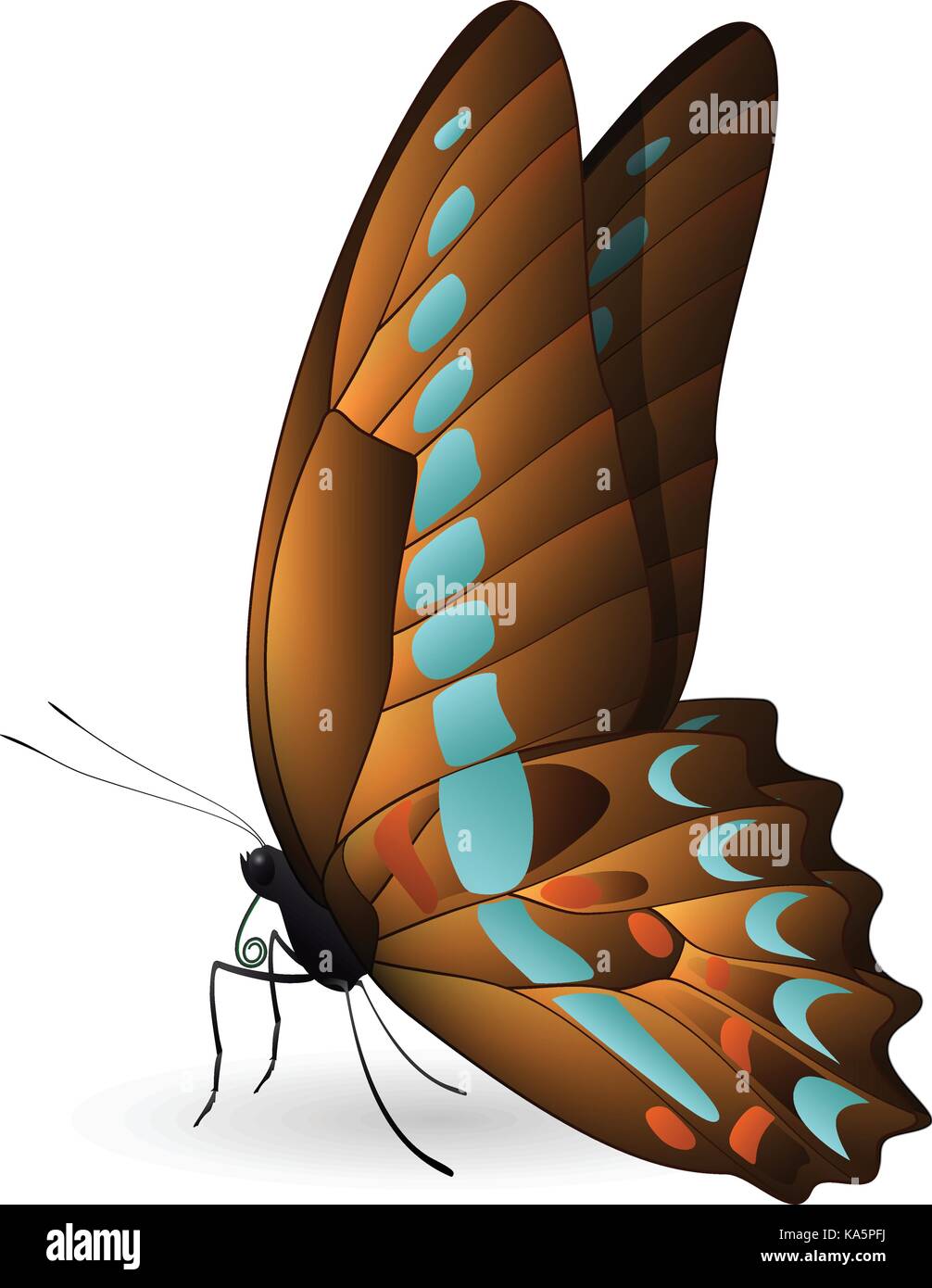 Beautiful butterfly isolated on a white background Stock Vector Image ...