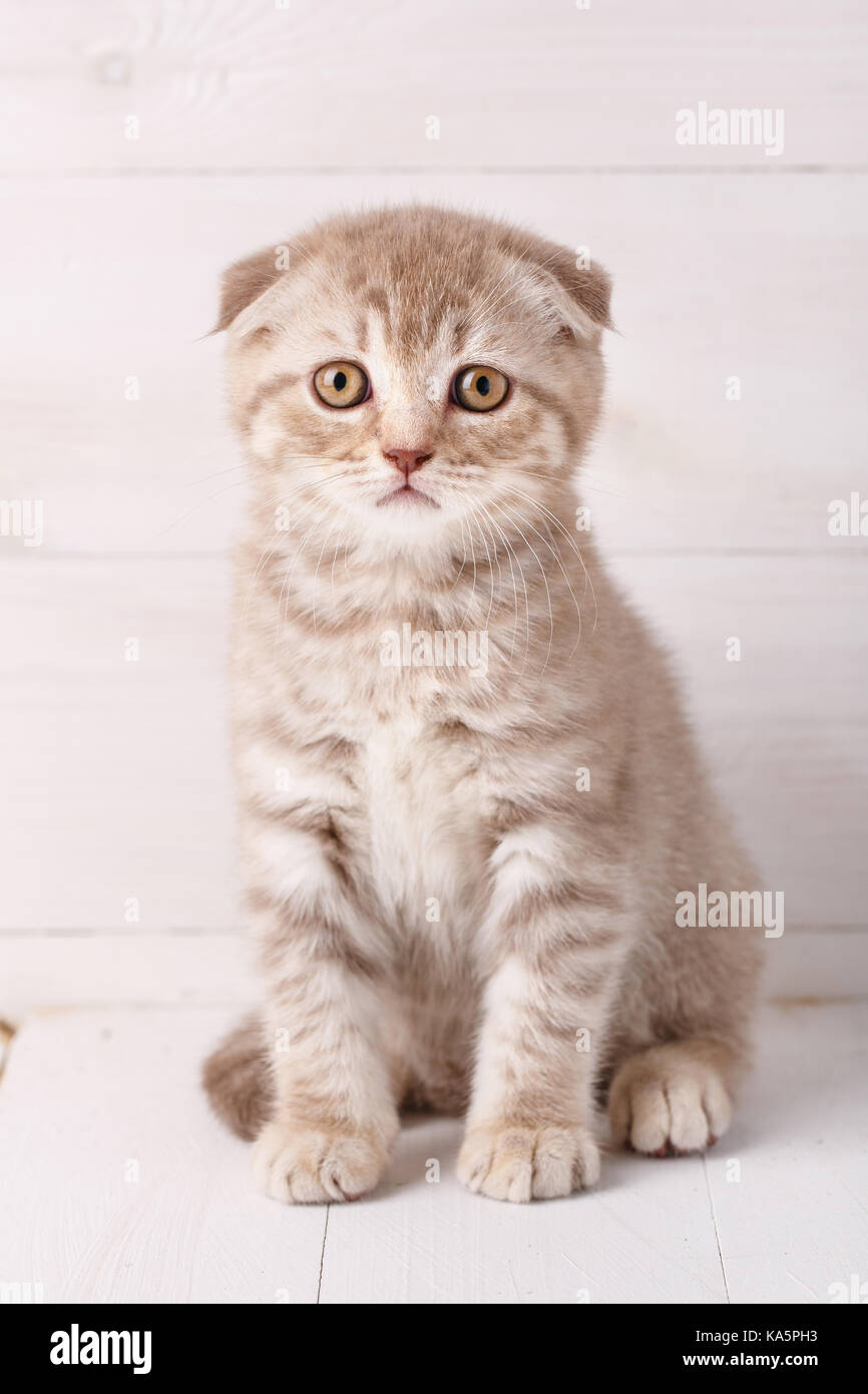 Scottish fold cat portrait. Stock Photo