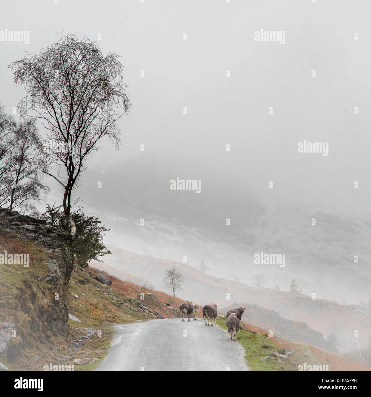 Late April and heavy snow showers are rolling over the Lake District.  I was absolutely frozen, but decided to take a quick detour up Tilberthwaite on Stock Photo