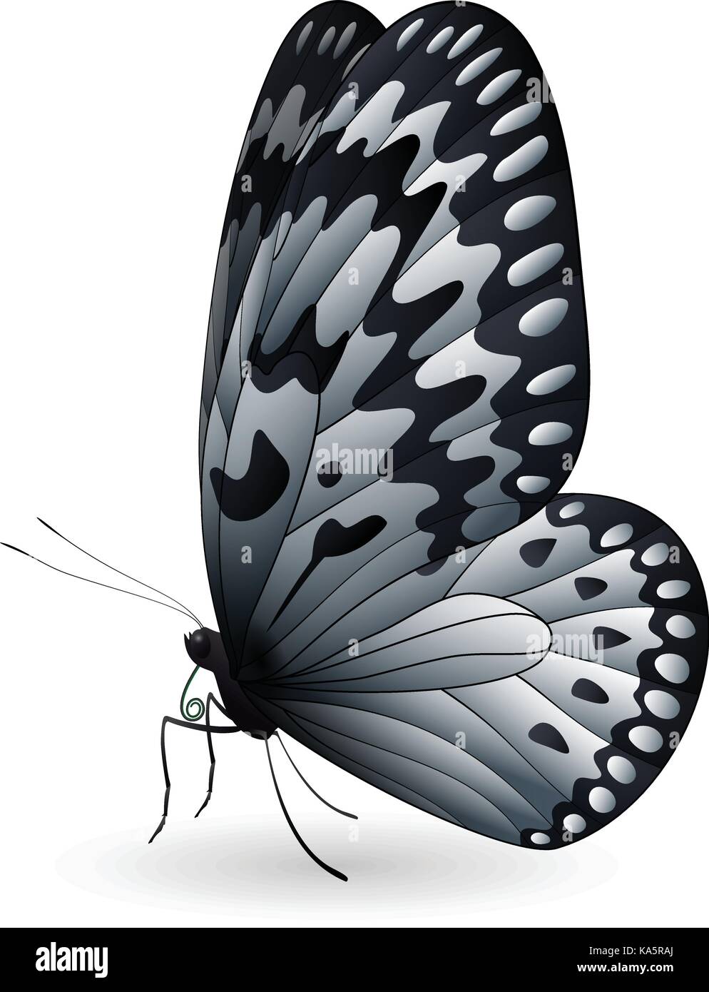 Large white butterfly Stock Vector Images Alamy