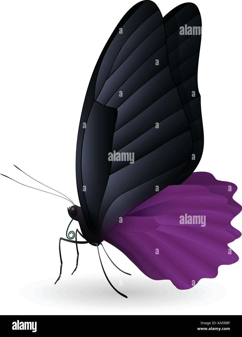 Beautiful butterfly isolated on a white background Stock Vector Image ...