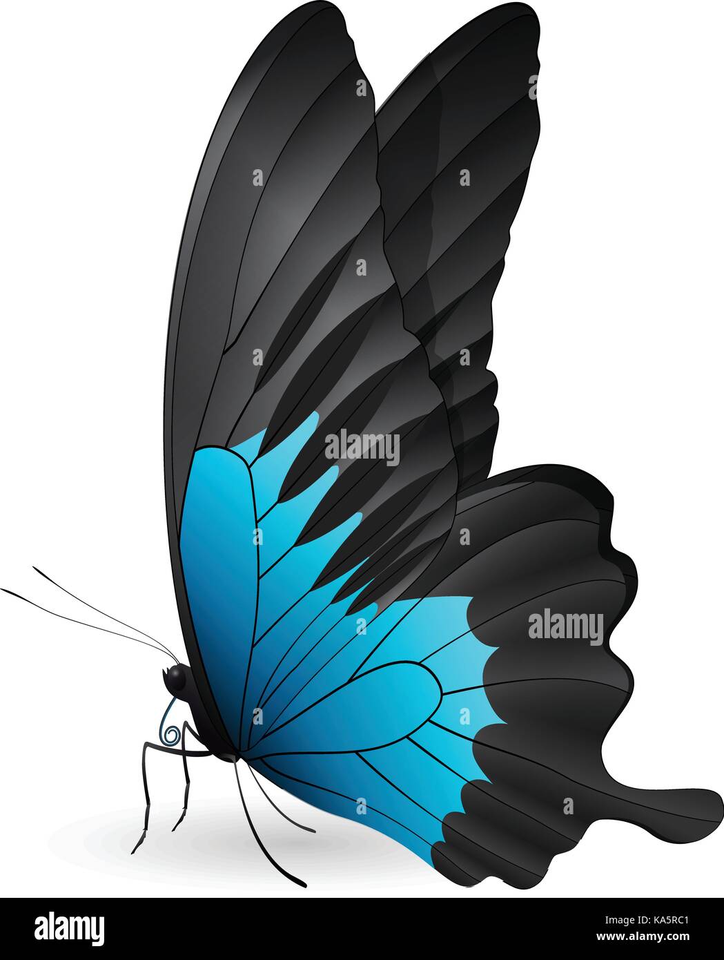 Beautiful butterfly isolated on a white background Stock Vector Image ...