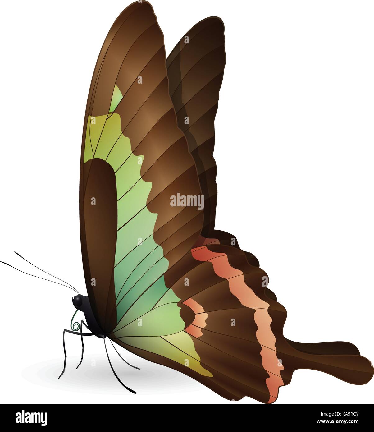 Beautiful butterfly isolated on a white background Stock Vector Image ...