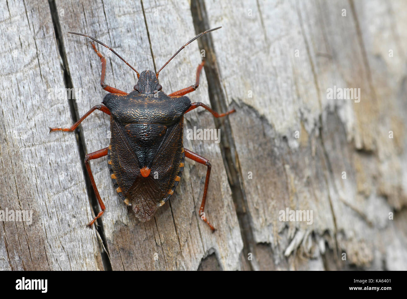Red-legged Shieldbug a.k.a. Forest Bug Pentatoma rufipes Stock Photo