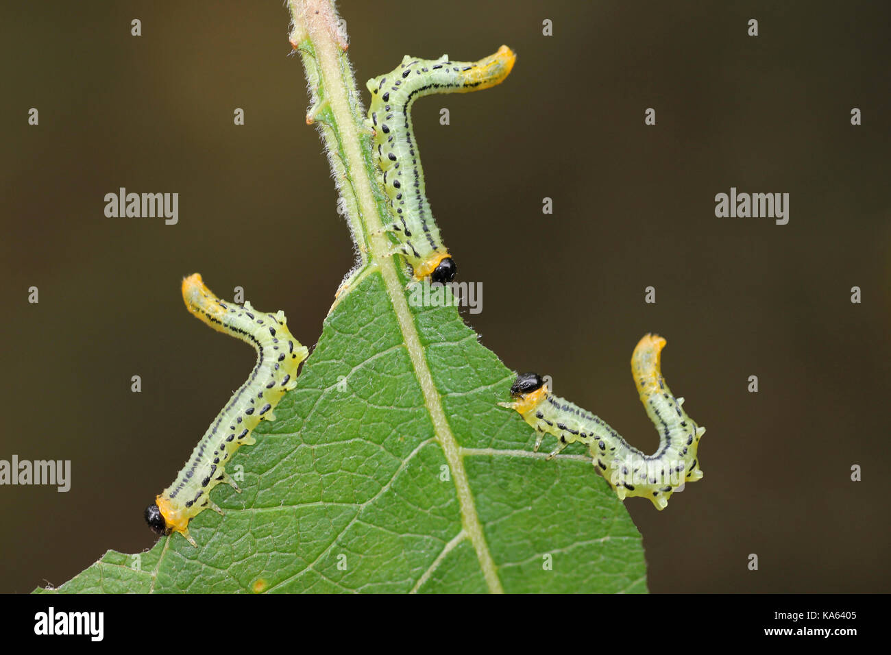 Willow Sawfly larvae Nematus pavidus Stock Photo