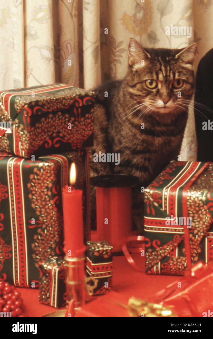 CAT among Christmas presents 2000 Stock Photo